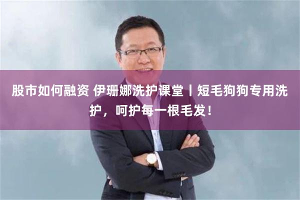 股市如何融资 伊珊娜洗护课堂丨短毛狗狗专用洗护，呵护每一根毛发！